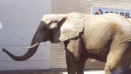 african elephant ears. The African elephant has big