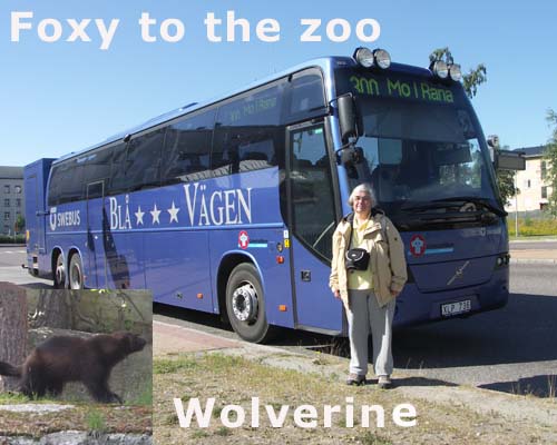 Foxy to the zoo 7 wolverin