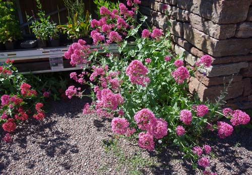 Blommor