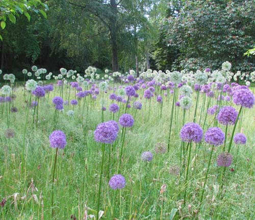 Allium