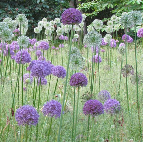 allium