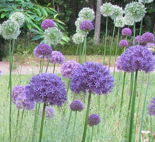 Allium