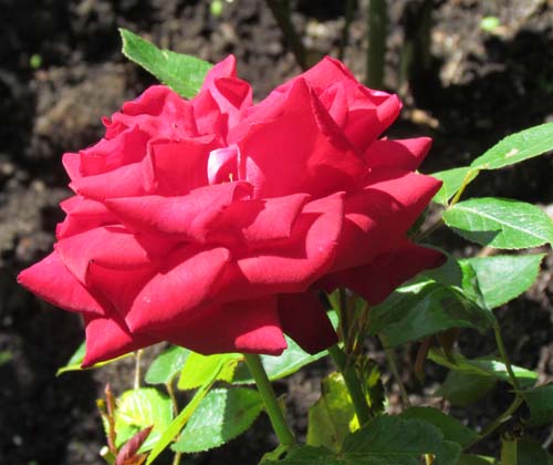 Dutch rosegarden Solliden