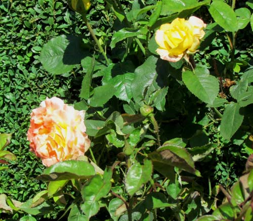 Dutch rosegarden