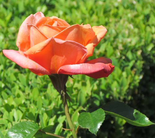 Dutch rosegarden