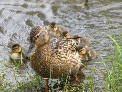 ducklings-2