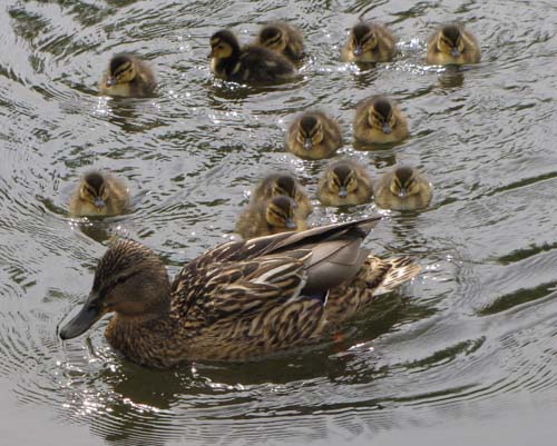 ducklings-3