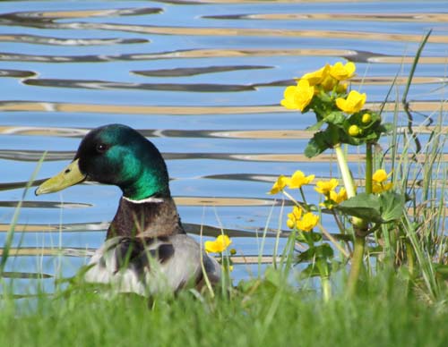 male-duck